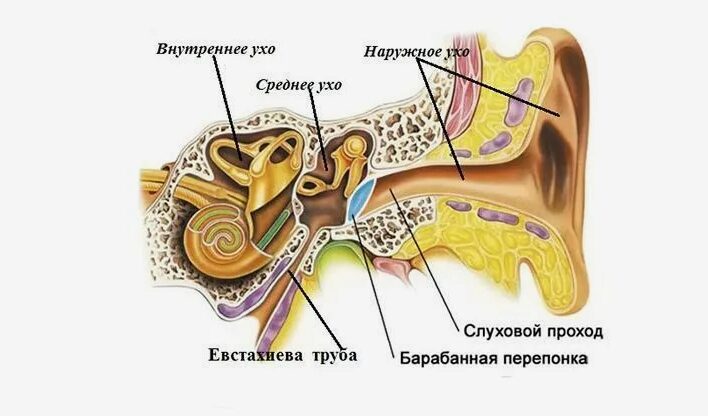 ухо человека